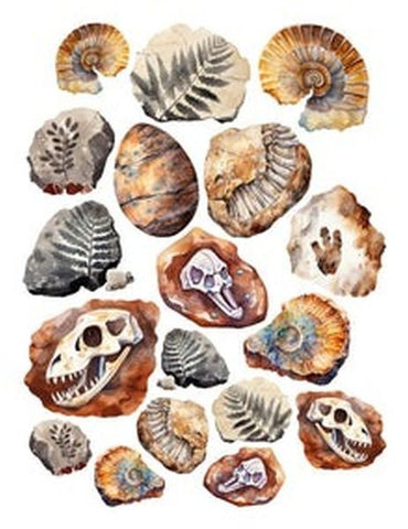 Stone Age - Ephemera - Fossils